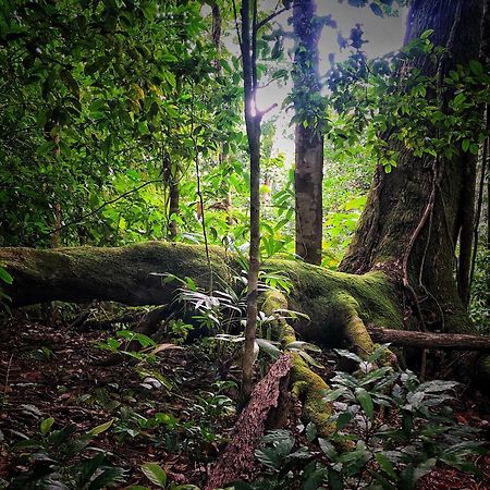 El Remanso Rainforest Lodge Puerto Jiménez Dış mekan fotoğraf