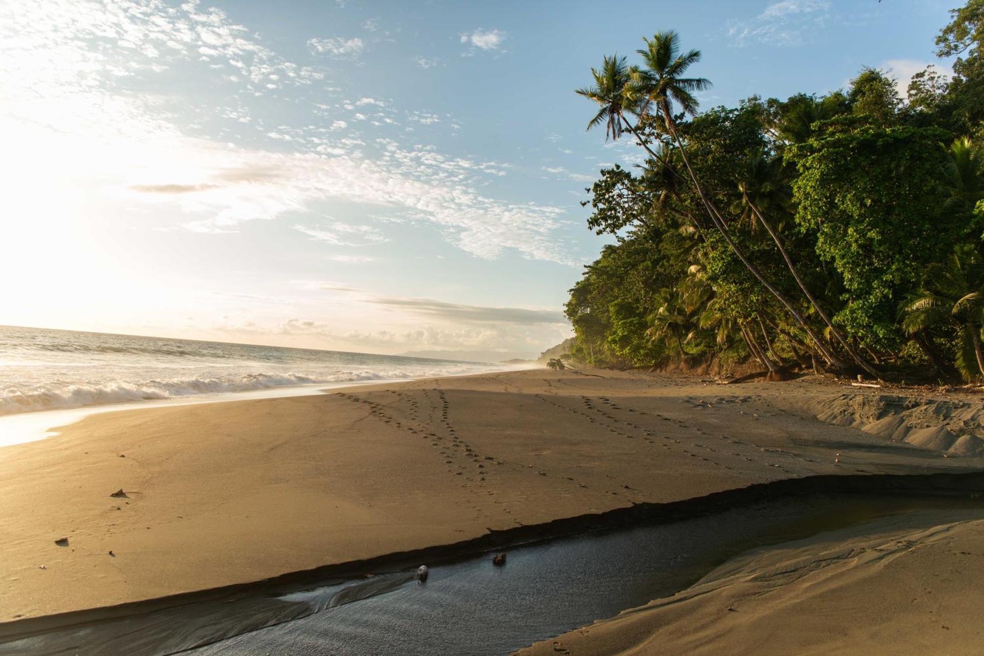 El Remanso Rainforest Lodge Puerto Jiménez Dış mekan fotoğraf