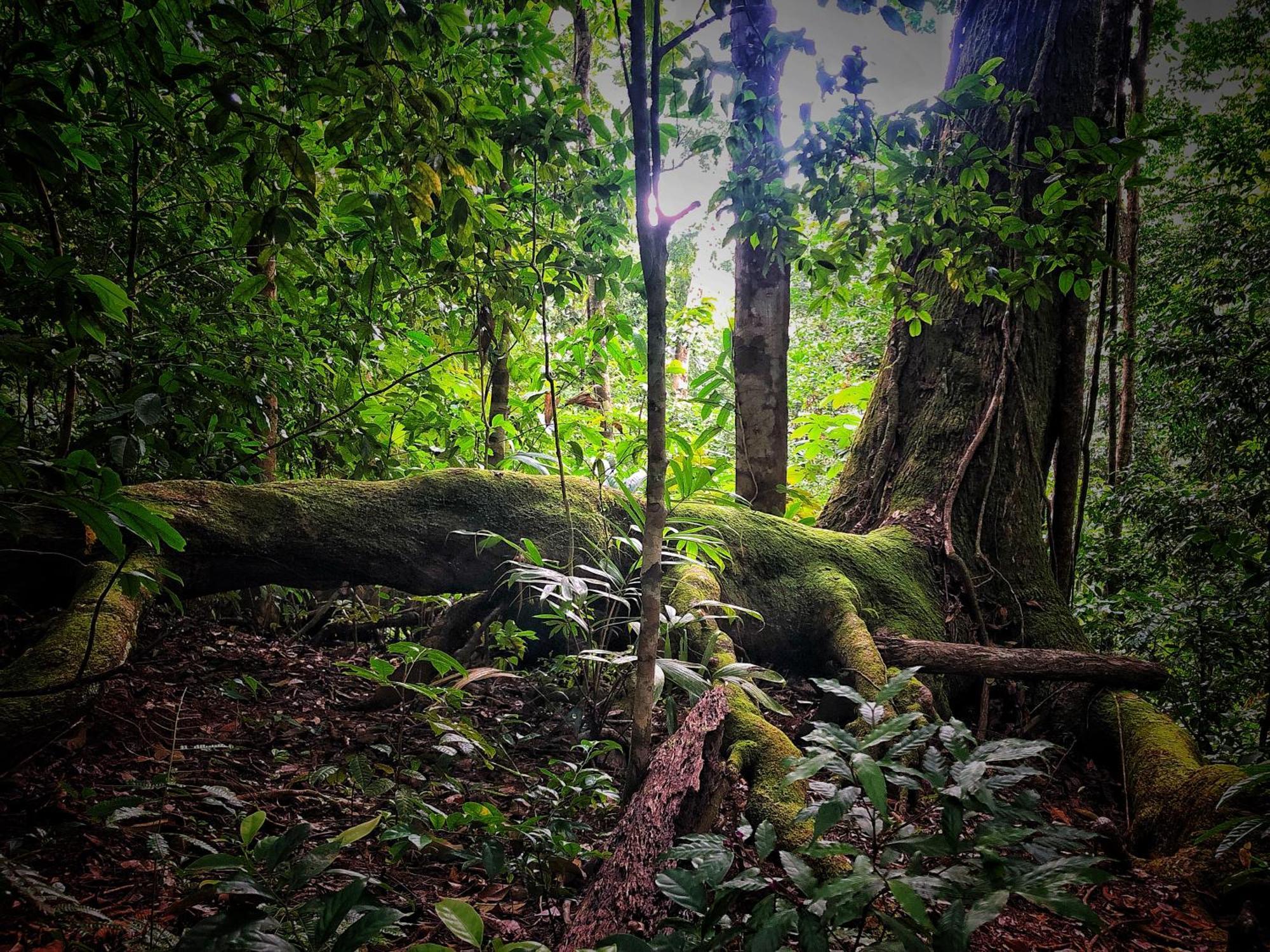 El Remanso Rainforest Lodge Puerto Jiménez Dış mekan fotoğraf